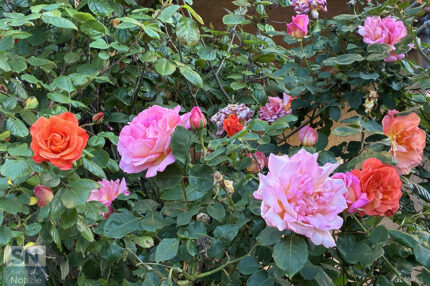 Maggio il mese delle rose - Foto Rossano Morici