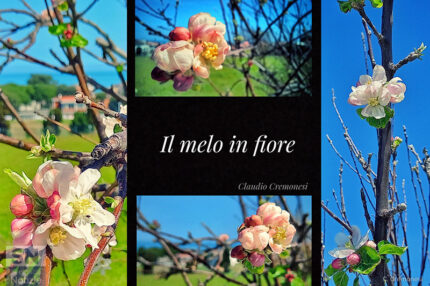 Il melo in fiore - Foto Claudio Cremonesi