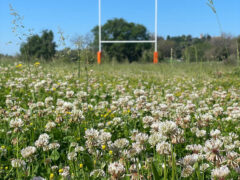 Abbandono all'Area Verde e al campo da rugby del Rosciolo