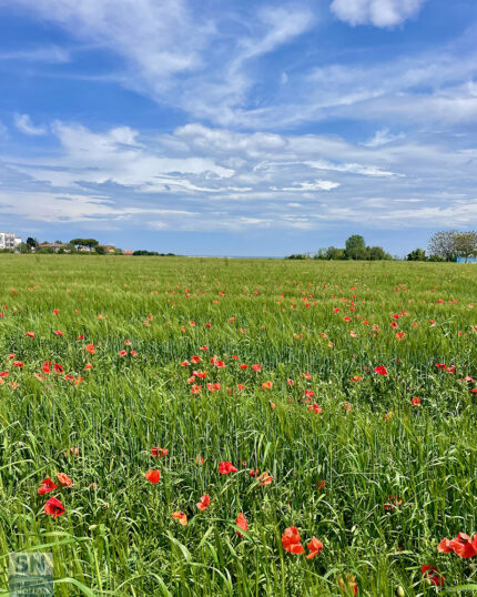 Primavera - Foto Roberto Sbriscia