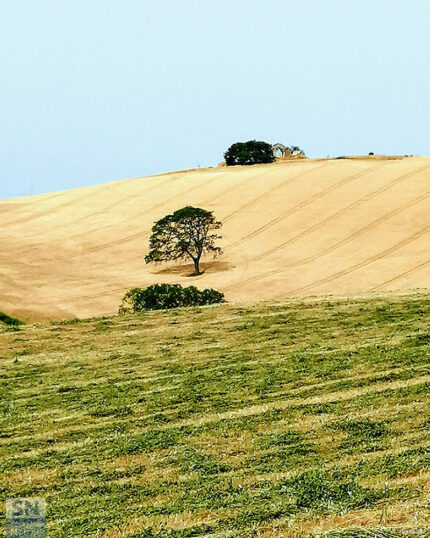 Passeggiata in collina - Foto Berico Predieri