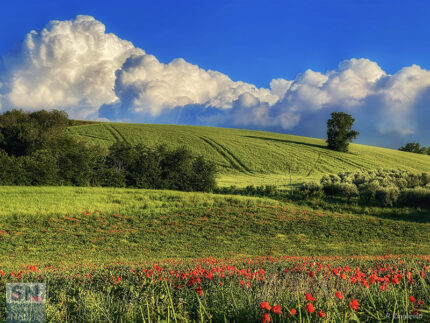 I colori di maggio - Foto Rita Zingaretti