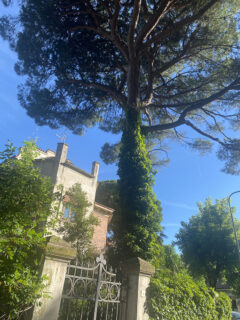 'Albericidio' a Senigallia 'Albericidio' a Senigallia