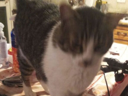 Il gatto Mosè