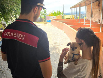 Cani adottati dell'allevamento di Trecastelli