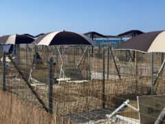Baia Canaria - Spiaggia attrezzata per cani e famiglie a Senigallia Baia Canaria - Spiaggia attrezzata per cani e famiglie a Senigallia
