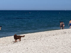 Baia Canaria - Spiaggia attrezzata per cani e famiglie a Senigallia Baia Canaria - Spiaggia attrezzata per cani e famiglie a Senigallia