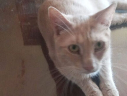 Il gatto Bach