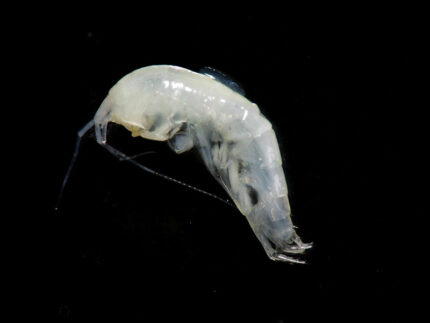 Il 'gamberetto' Niphargus ictus