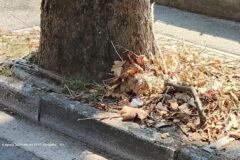 Mancata pulizia di rami e foglie attorno a viale A. Garibaldi Senigallia Mancata pulizia di rami e foglie attorno a viale A. Garibaldi Senigallia