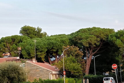 Alberature in via Capri a Marzocca