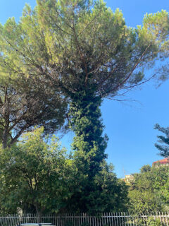 Alberi