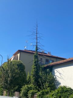 Alberi