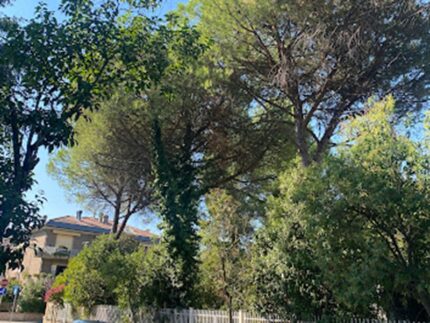Alberi