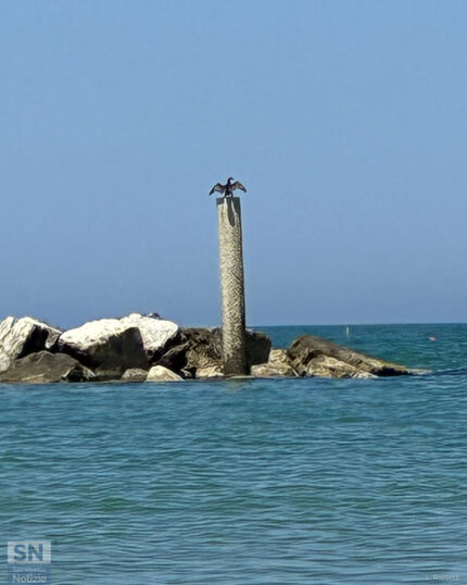 Il guardiano del mare - Foto Luciano Rossetti