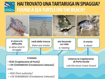 Volantino su ritrovamenti tartarughe