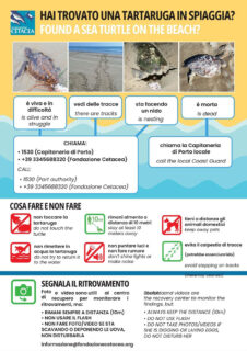 Volantino su ritrovamenti tartarughe