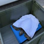 Tartaruga recuperata a Grottammare