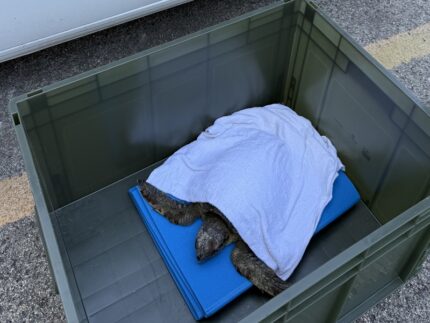Tartaruga recuperata a Grottammare