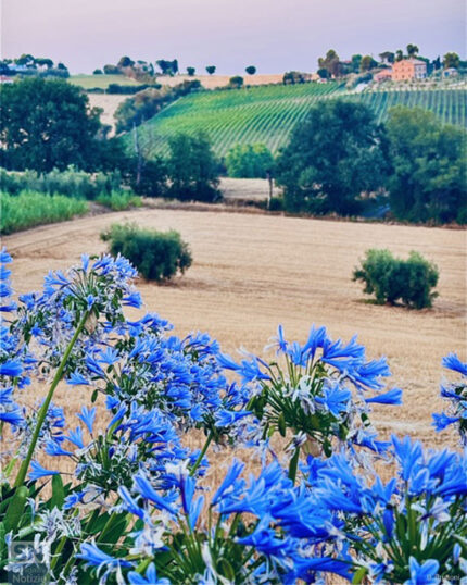 Quando la natura si veste di colori - Foto Barbara Brusoni