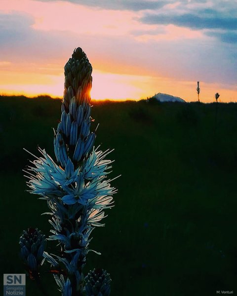 19/08/2020 - Sole dietro il fiore