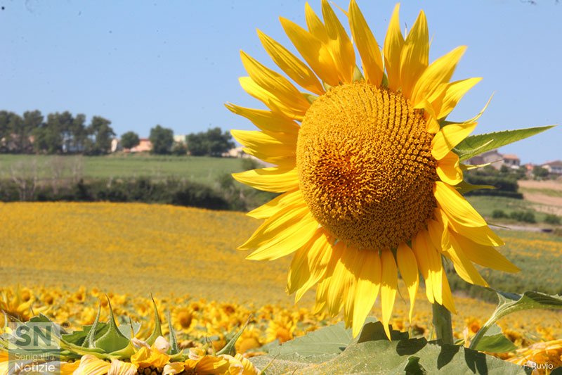02/08/2023 - Girasole sotto il sole