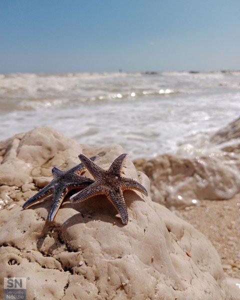 05/08/2023 - Piccoli tesori del mare