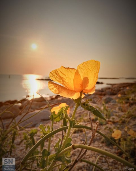 08/08/2025 - Flower on the beach