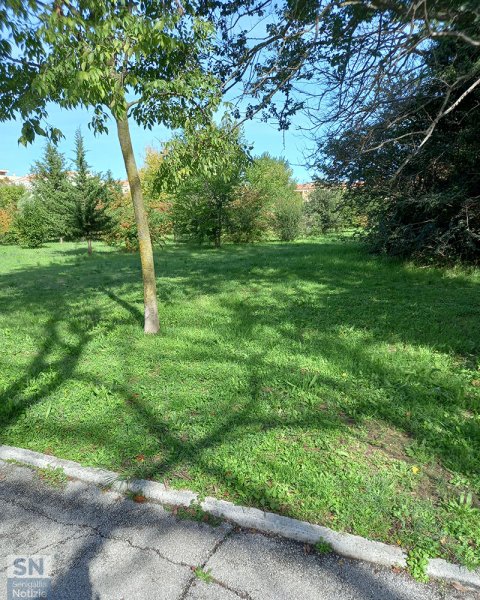 25/08/2025 - Geometrie arboree