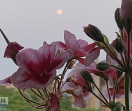 05/08/2025 - La luna sorge guardando i fiori