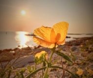 08/08/2025 - Flower on the beach