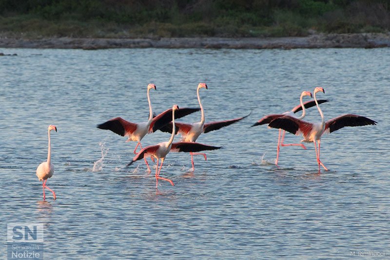13/08/2026 - Eleganza