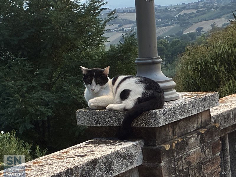 17/08/2026 - Un gatto si gode un po' di refrigerio a Scapezzano