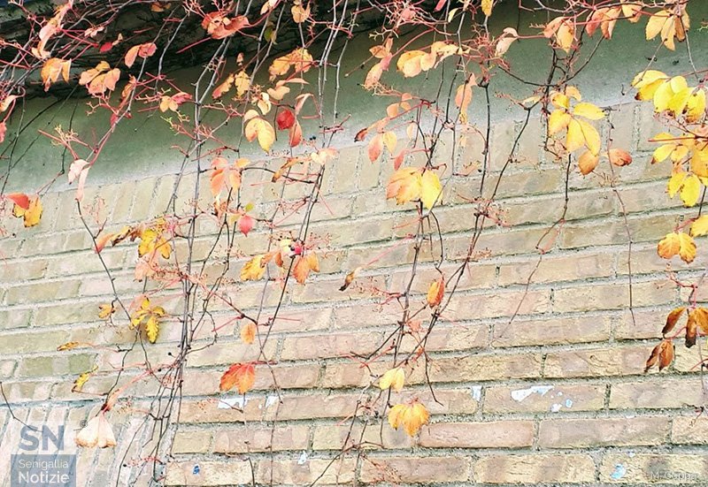 10/04/2020 - Foglie sul muro