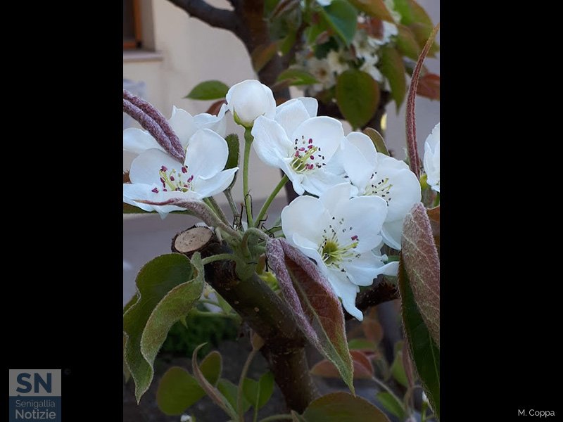 18/04/2020 - Fioritura