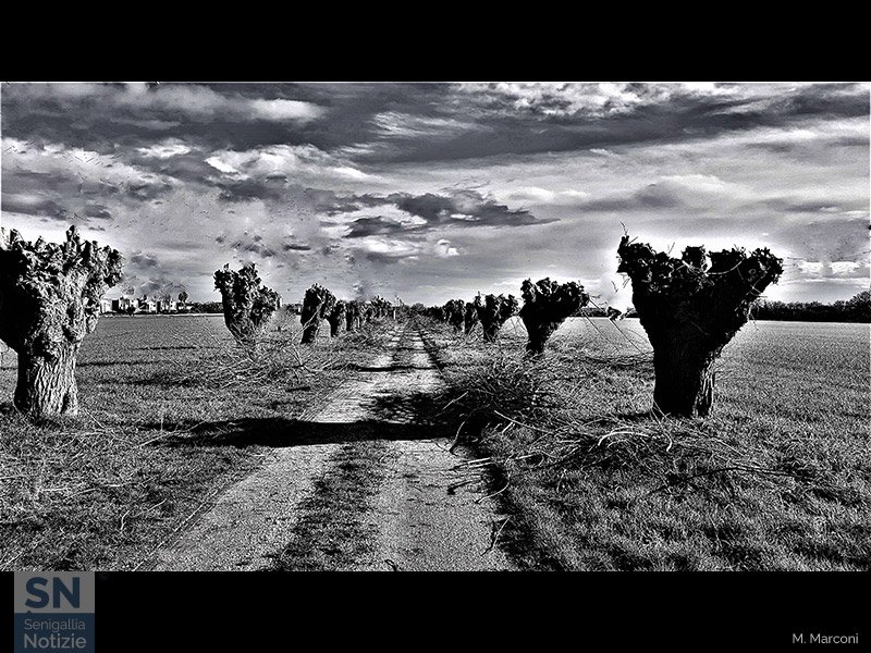 09/04/2021 - Gelsi in bianconero