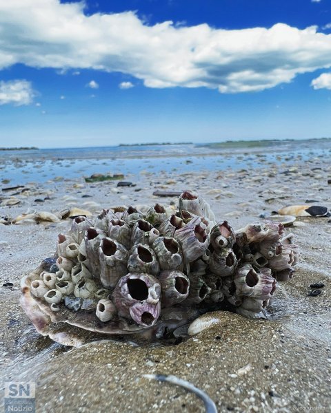 29/04/2022 - Vita marina