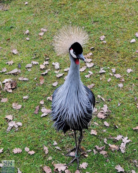 11/04/2025 - Passeggiata a Nidastore