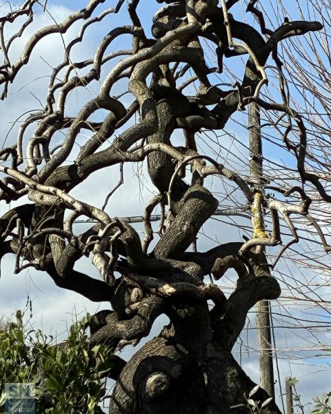 09/04/2026 - Aggrovigliato su se stesso