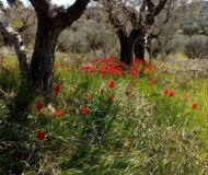 06/04/2026 - Ulivi secolari e papaveri