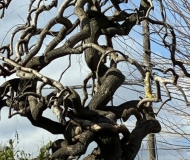 09/04/2026 - Aggrovigliato su se stesso