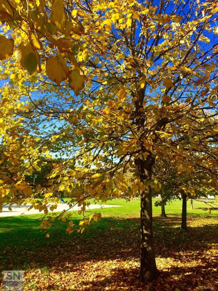10/12/2020 - Quando ogni foglia è un fiore