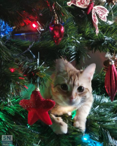 25/12/2020 - Sorpresa di Natale