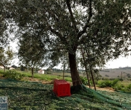 14/12/2021 - La raccolta delle olive