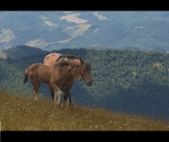 23/12/2023 - Monte Catria, cavalli al pascolo