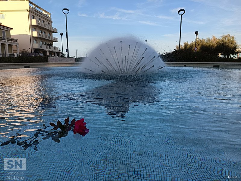 03/12/2025 - Rosa nella fontana