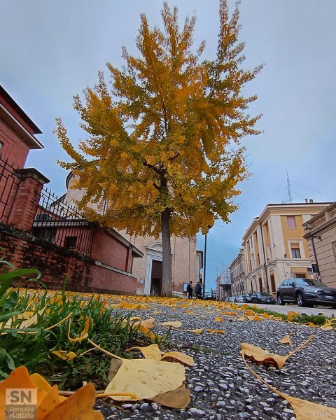 28/12/2025 - Foglie gialle