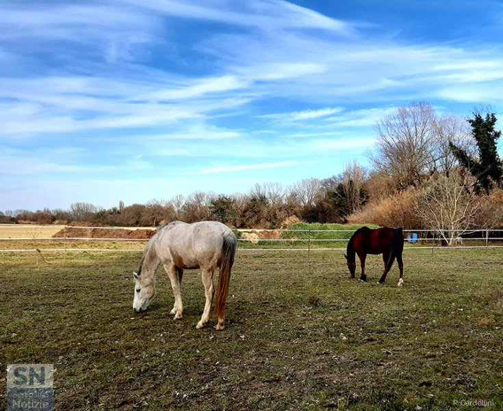 16/02/2022 - Un po' di natura... lungo il fiume Cesano