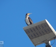 12/02/2023 - Un cormorano in cima al palo del molo