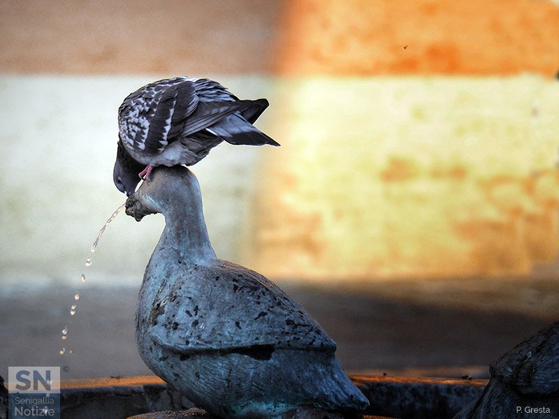 13/01/2021 - La fontana delle oche